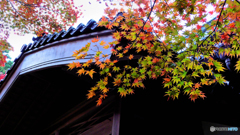 和と紅葉