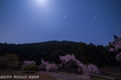 月明かり桜