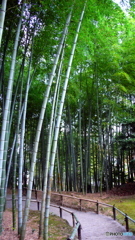 導き