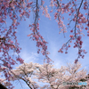いない～いない～ばぁ～