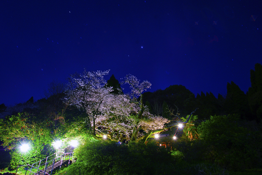 星と明星桜 By 龍ちゃん Id 写真共有サイト Photohito