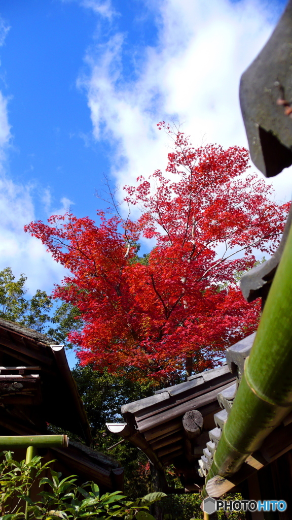 竹よりそいの～奥の紅葉