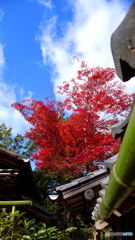 竹よりそいの～奥の紅葉