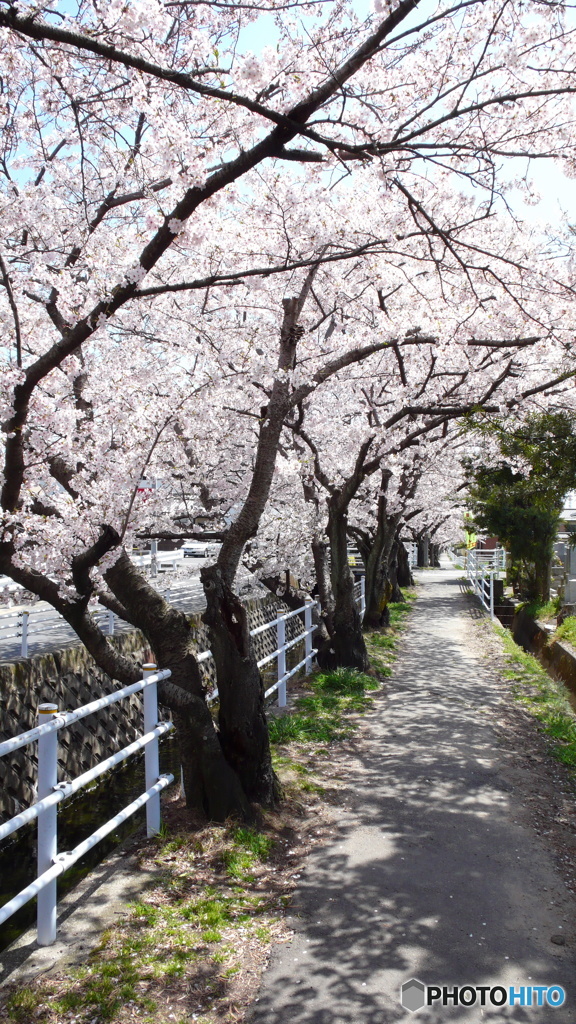 桜道