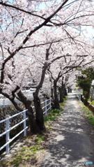 桜道