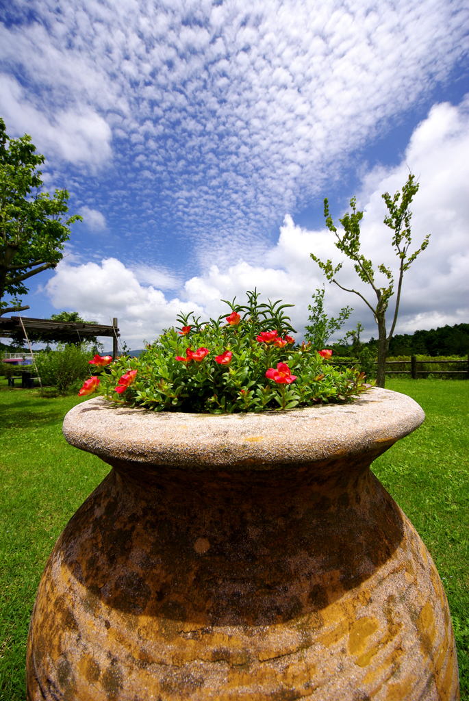 花に吸い寄せられる雲