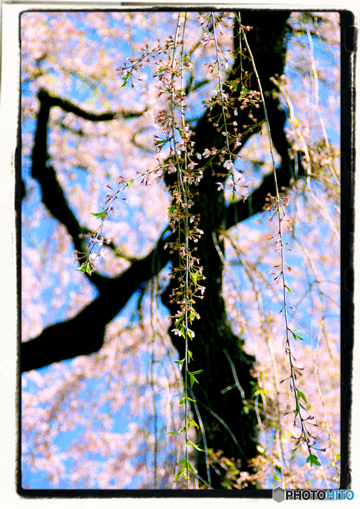 葉桜も枯れ花びらも美しい