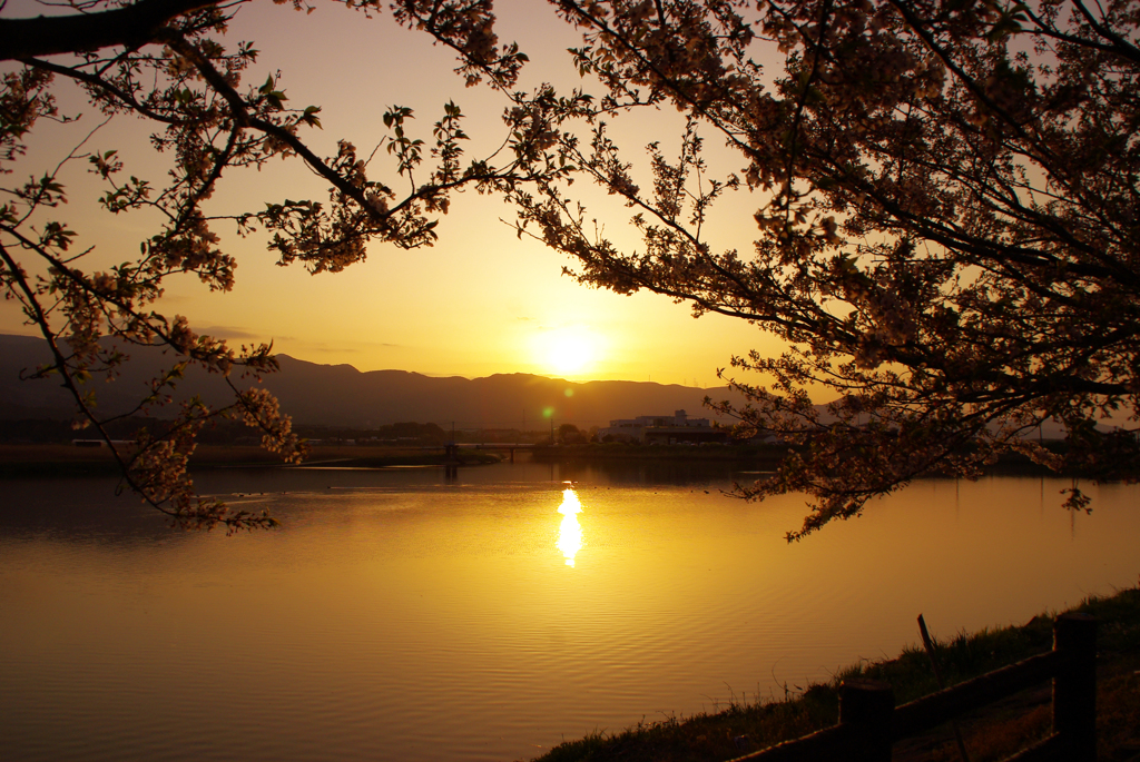 夕桜