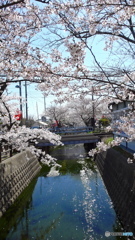 桜の水遊び