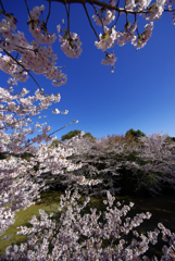 展望台景観～桜側～