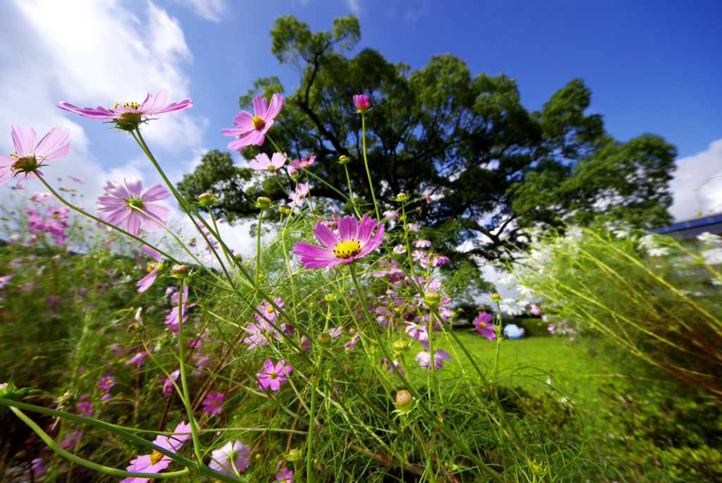 大楠と秋桜