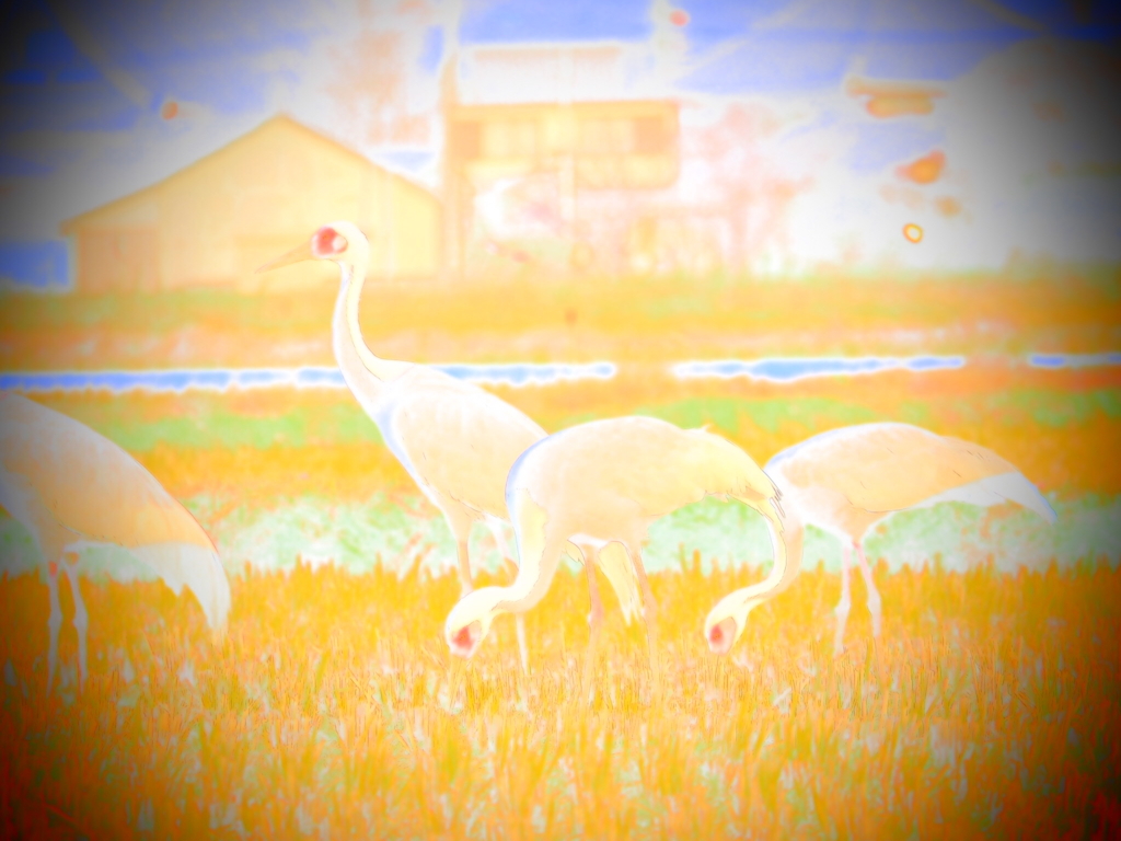 鶴2