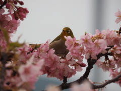 桜とメジロ4
