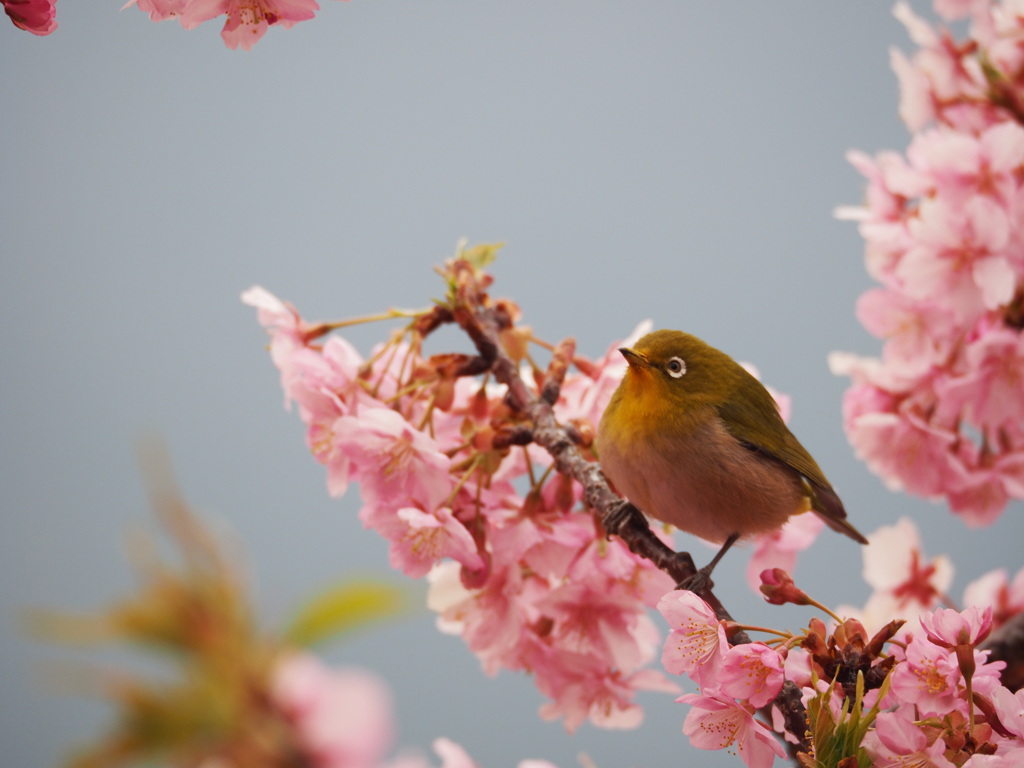 桜とメジロ5