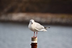 横浜みなとみらい