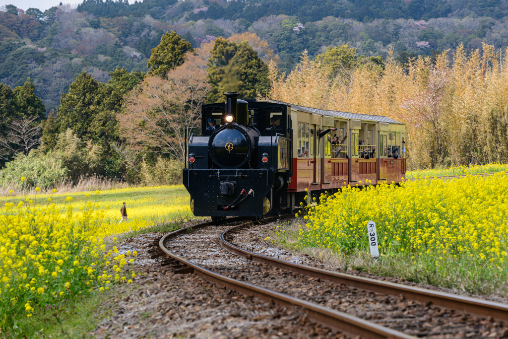 トロッコ列車