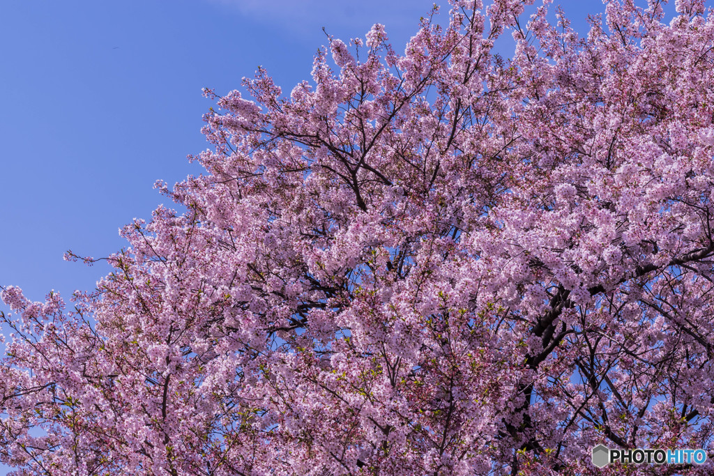 なごり桜
