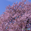 なごり桜