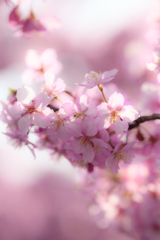 Kawazu cherry blossoms