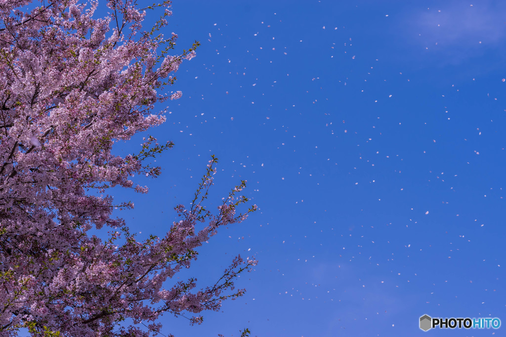 散る桜・・・残る桜・・・
