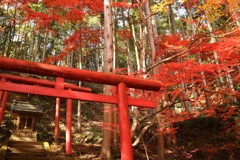 紅葉狩り 鳥居とコラボ
