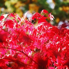 紅葉狩り