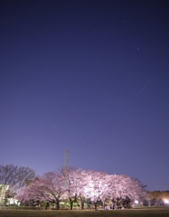 さくら