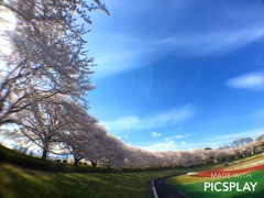 桜満開