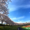 桜満開