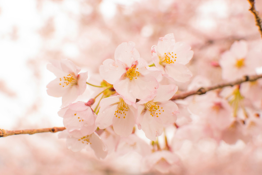 桜！