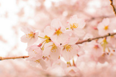 桜！