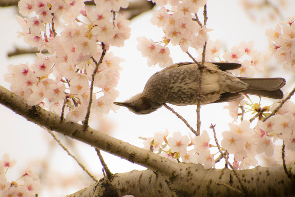 桜とヒヨ１