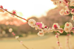 花の兄