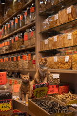 乾物屋の看板猫