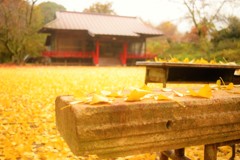 黄色の絨毯