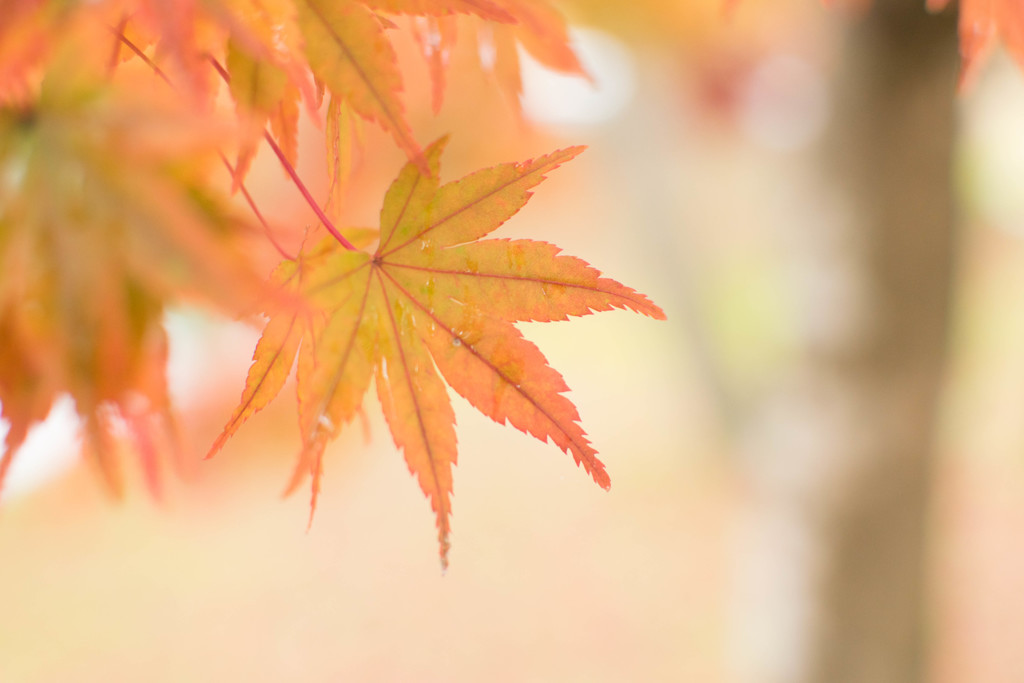 薄紅