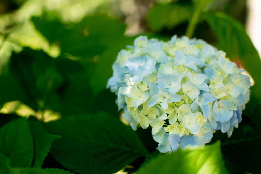 花４