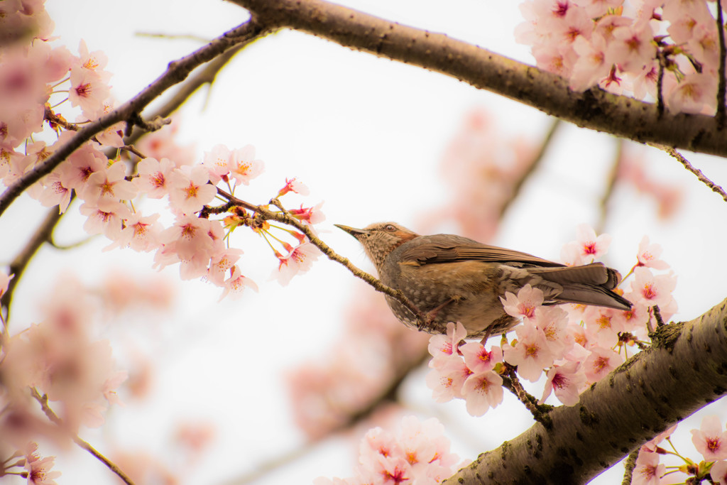 桜とヒヨ２