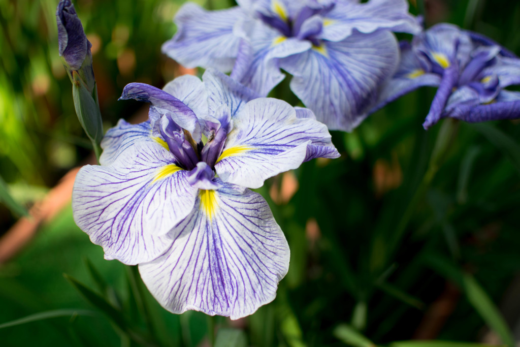 花３