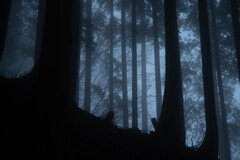 霧の森を歩く２