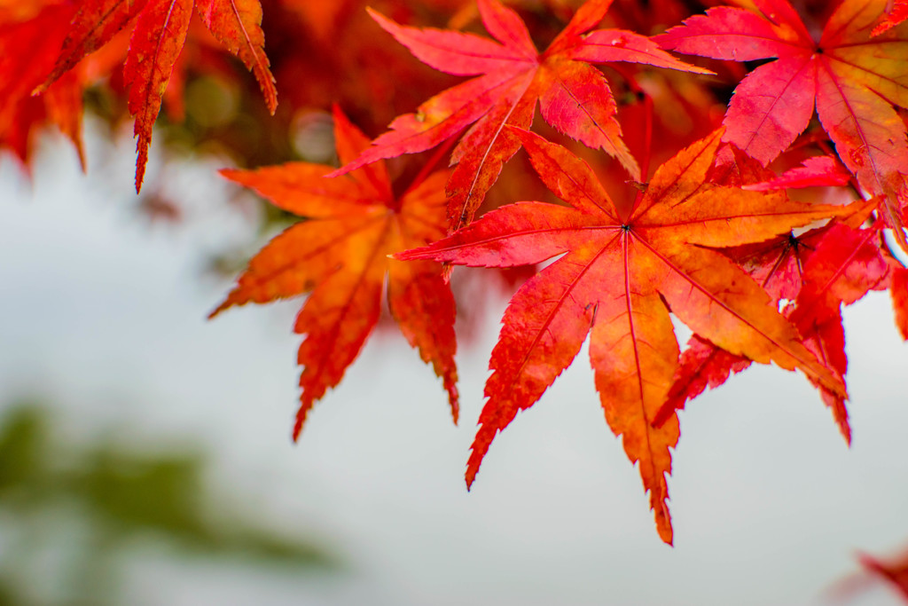 紅く