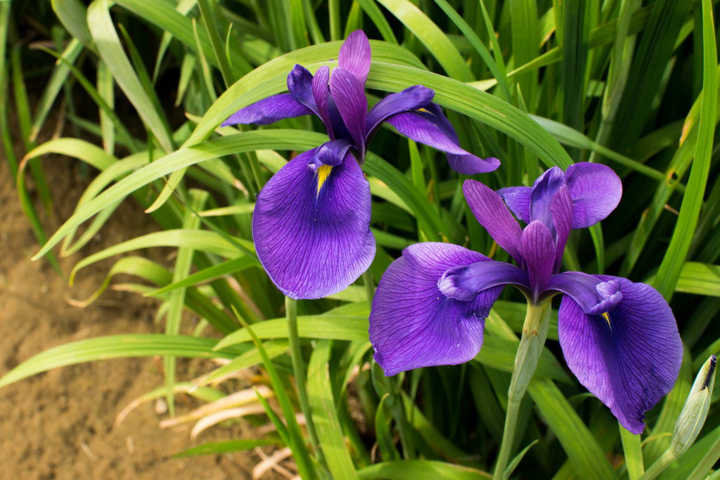 花１