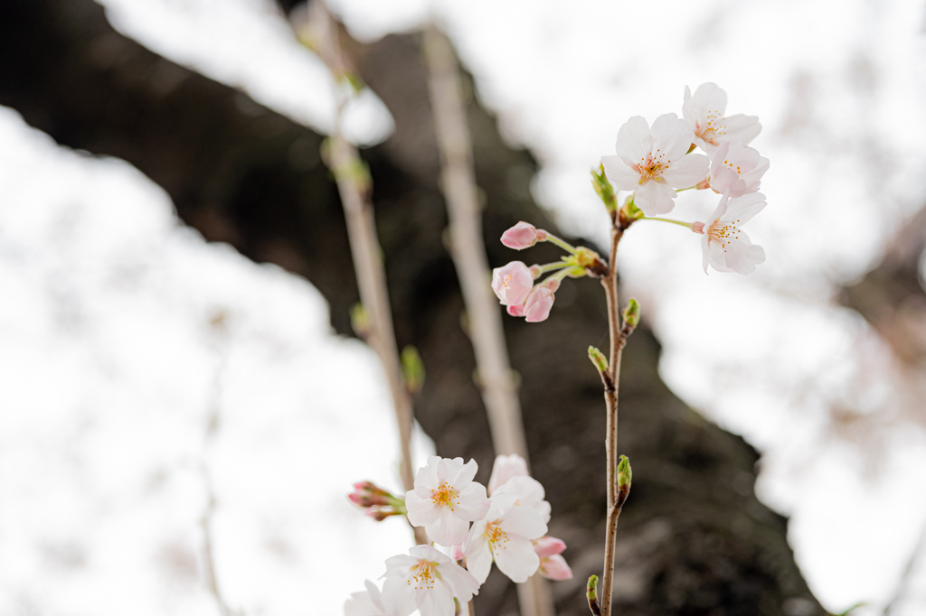 2021年の桜４