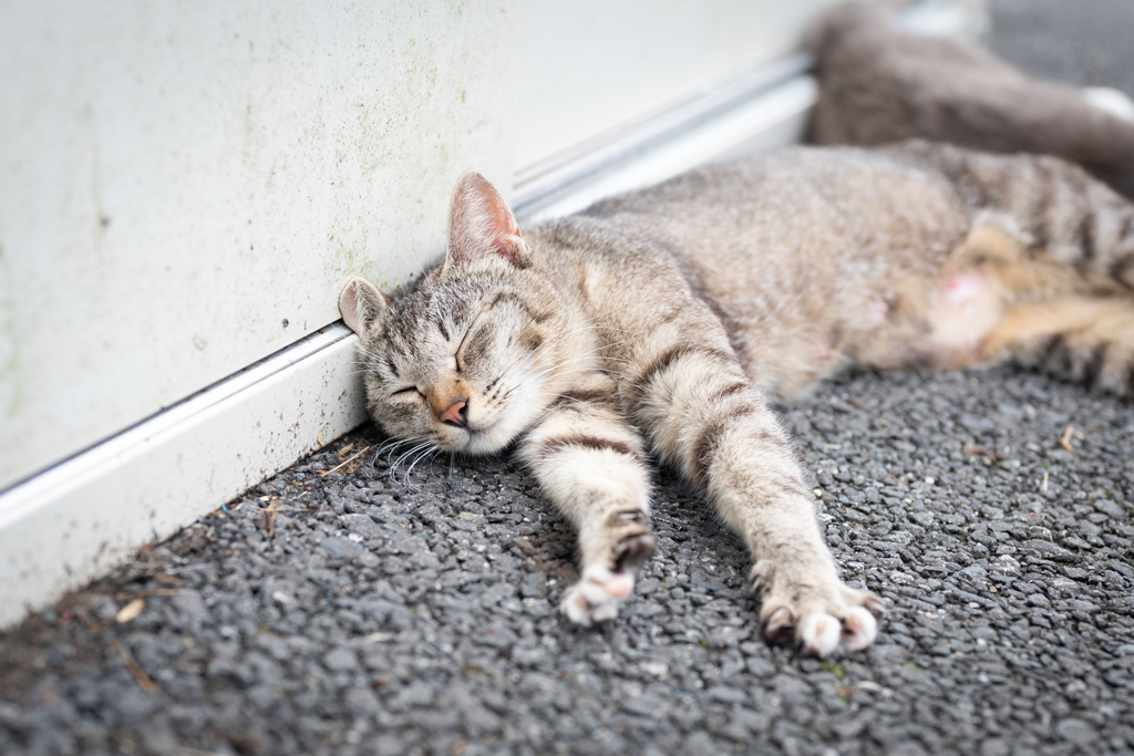 母は眠る