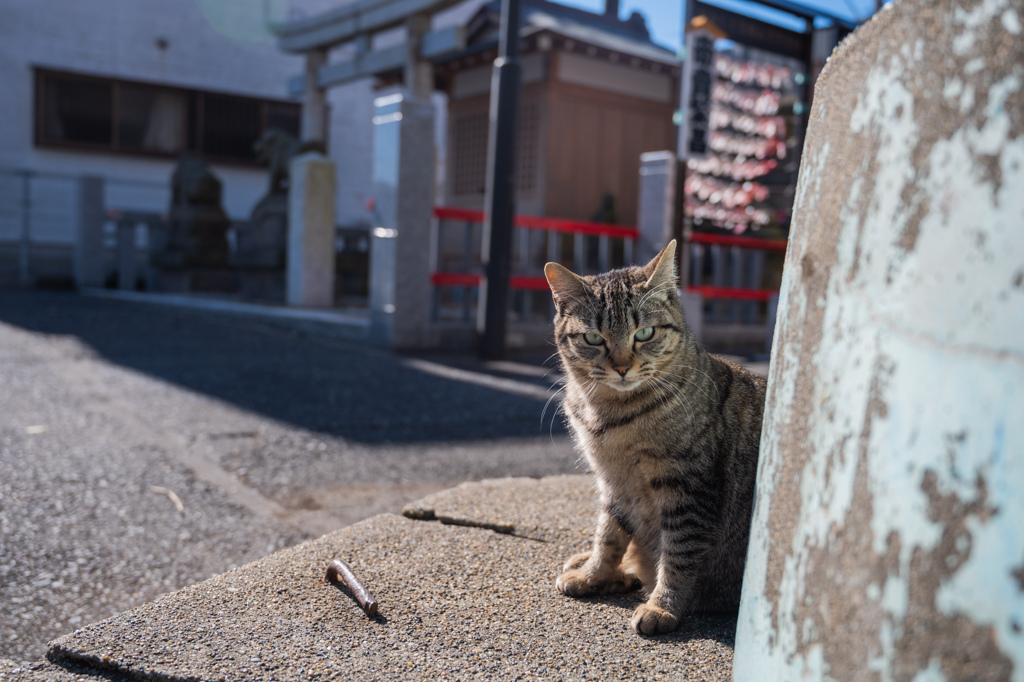 神社ねこ