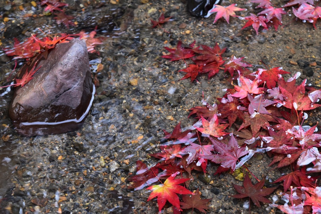 紅葉