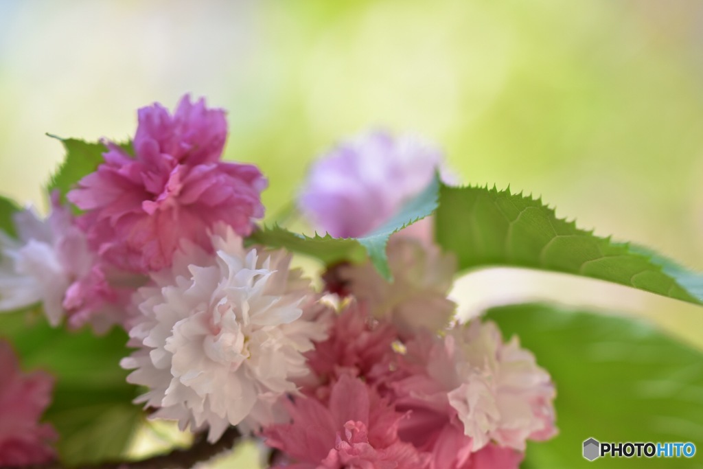 ぼんぼり桜
