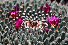 棘に咲く花