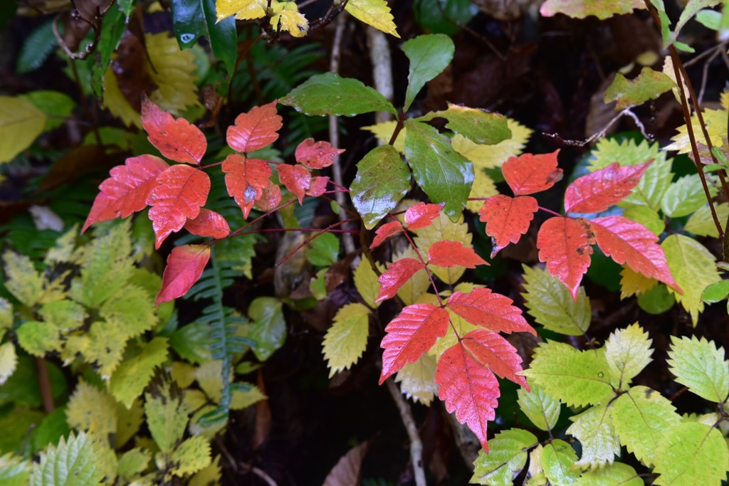 芦生の森にて③
