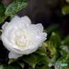山茶花